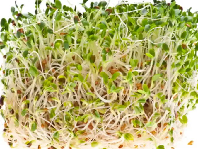 Alfalfa Non-GMO Sprouting Seeds: field photo