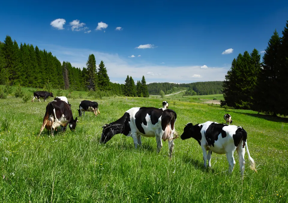 Forage Max All Purpose Pasture Seed Mix: field photo