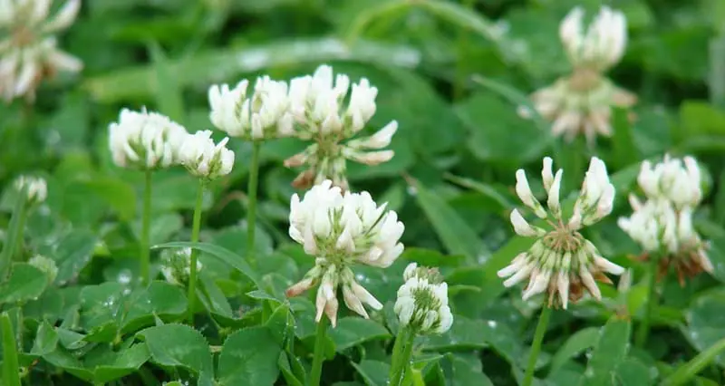 Alsike Clover: field photo