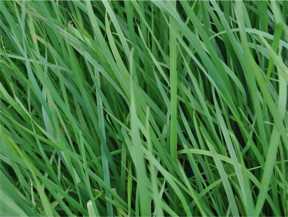Amazon Tetraploid Perennial Ryegrass: field photo