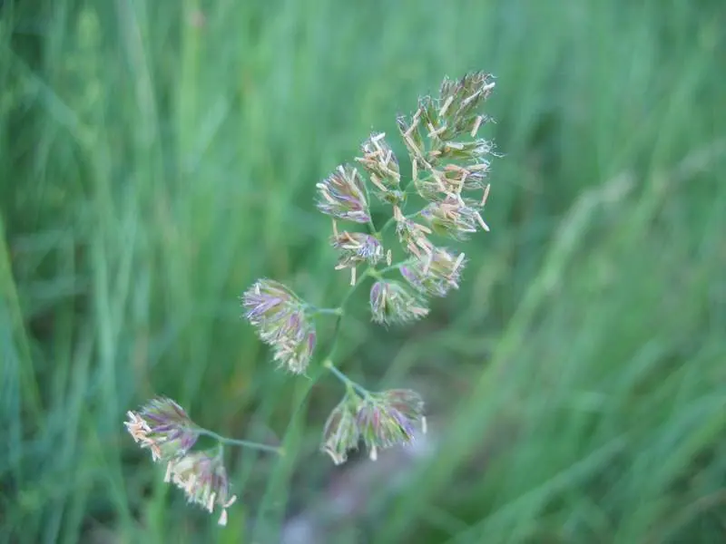 Amba Orchardgrass: field photo