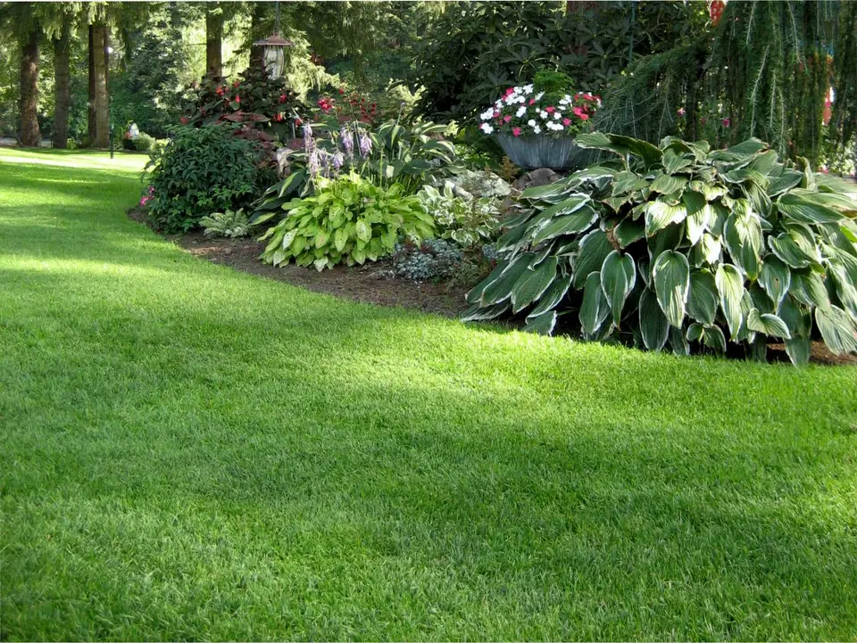 Annihilator Tall Fescue: field photo