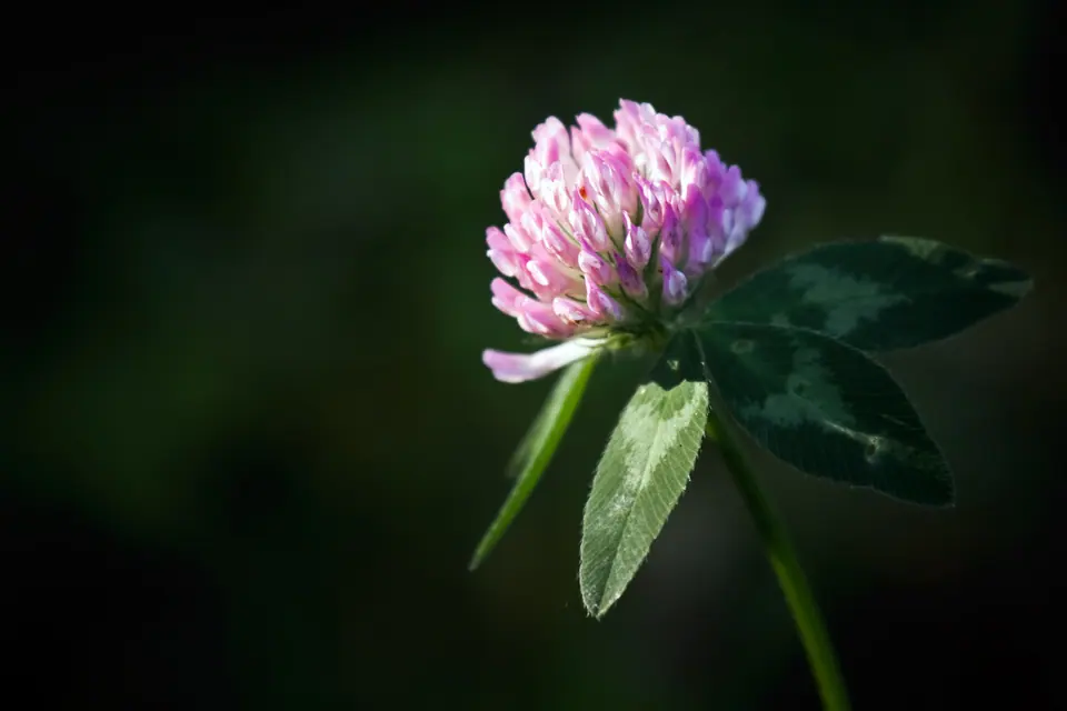 Arrowleaf Clover: field photo