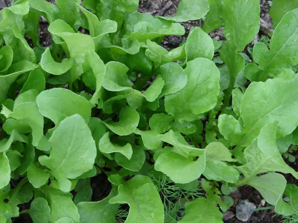 Arugula Non-GMO Sprouting Seeds: field photo
