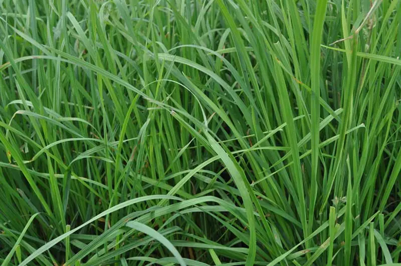 Athos Orchardgrass: field photo