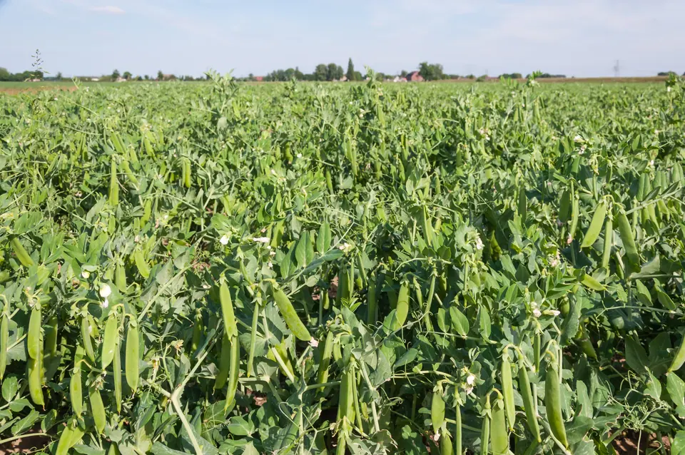 Austrian Winter Peas: field photo