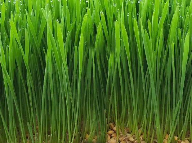 Barley Non-GMO Sprouting Seed: field photo