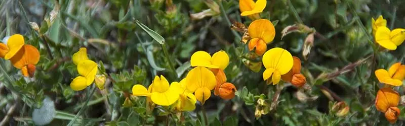 Birdsfoot Trefoil: field photo