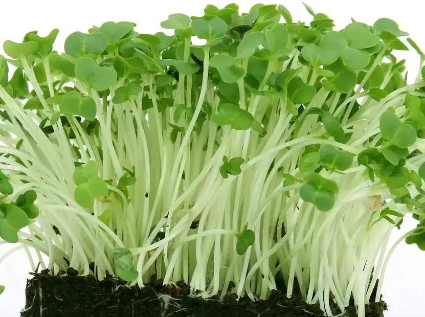 Broccoli Microgreens Non-GMO Sprouting Seeds: field photo