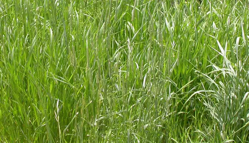 Brome – Smooth: field photo