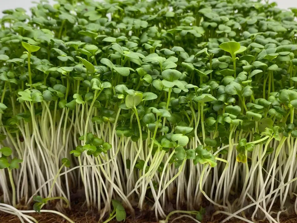 Brown Mustard Non-GMO Sprouting Seeds: field photo