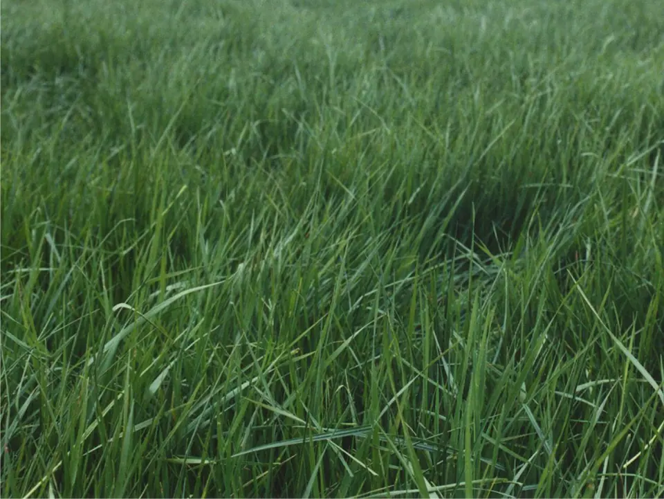Bruno Orchardgrass (late): field photo