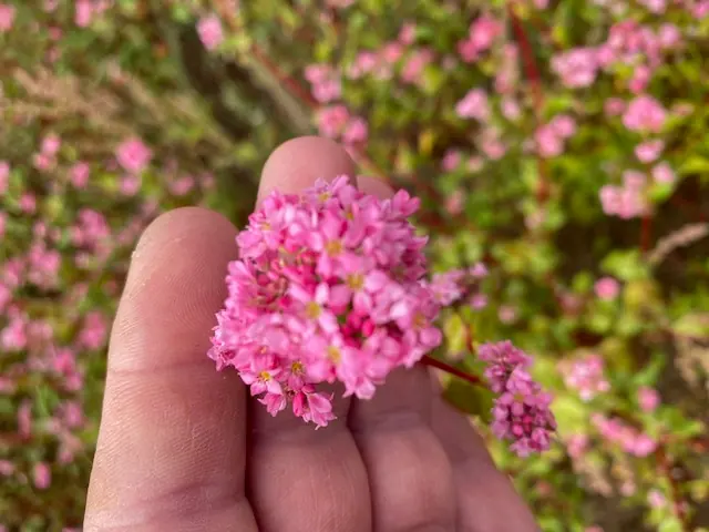 Buckwheat Non-GMO Sprouting Seeds: field photo