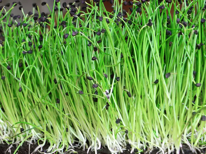 Bunching Onions Non-GMO Sprouting Seeds: field photo