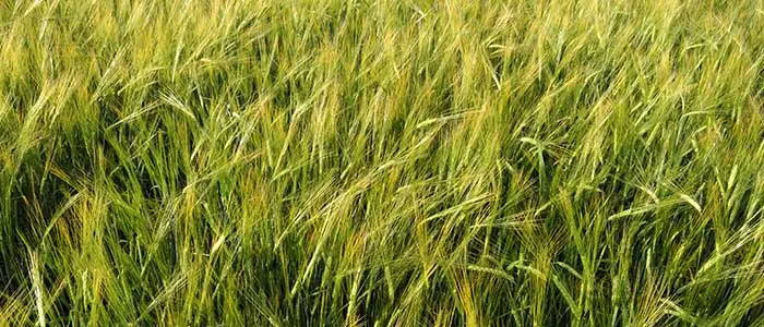 Cereal Ryegrain: field photo