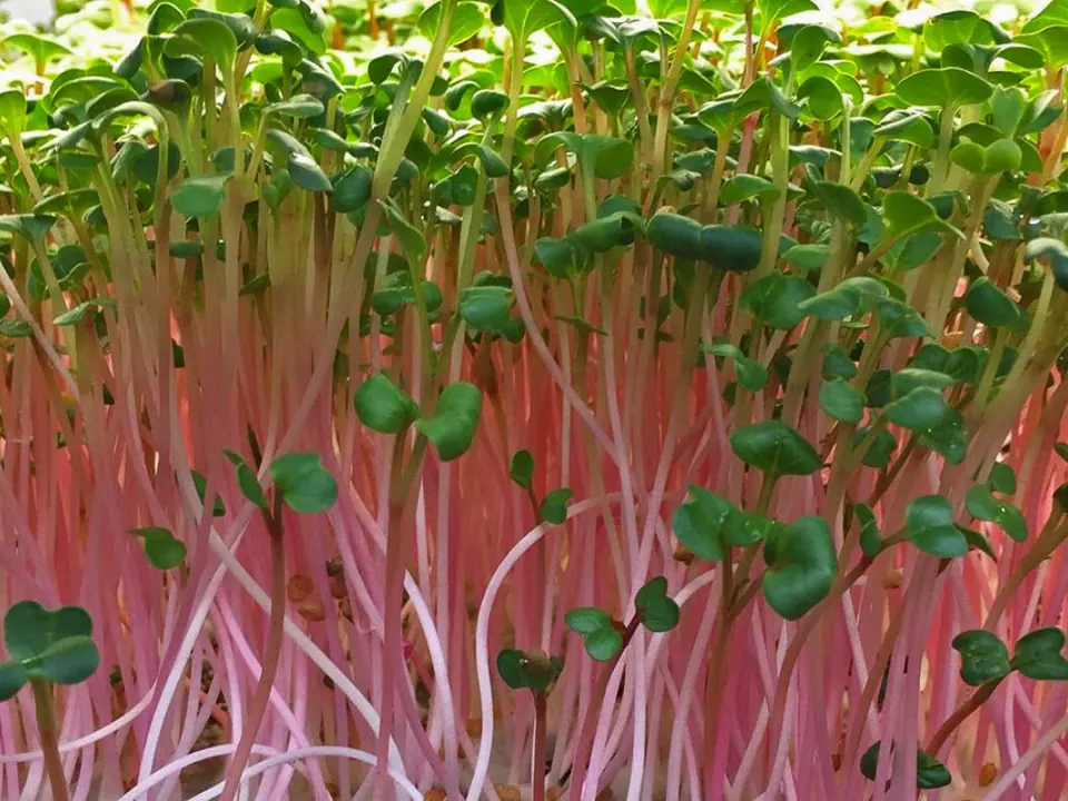 China Rose Radish Non-GMO Sprouting Seeds: field photo