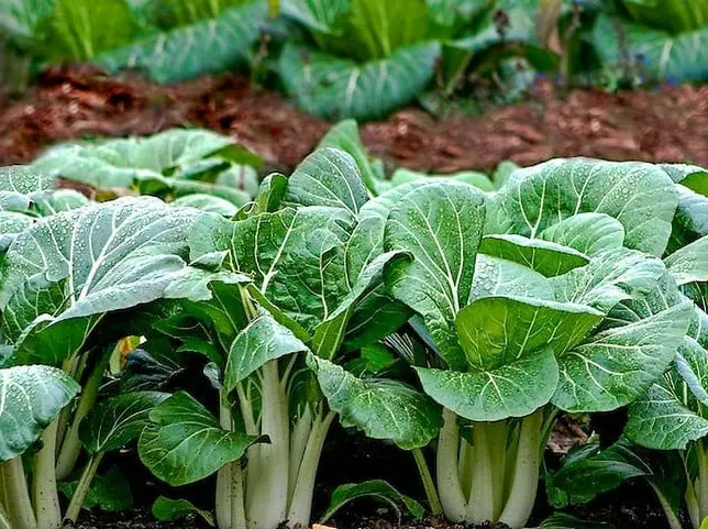 Chinese Cabbage Non-GMO Sprouting Seeds: field photo