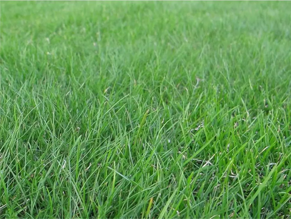 Clair Timothy: field photo