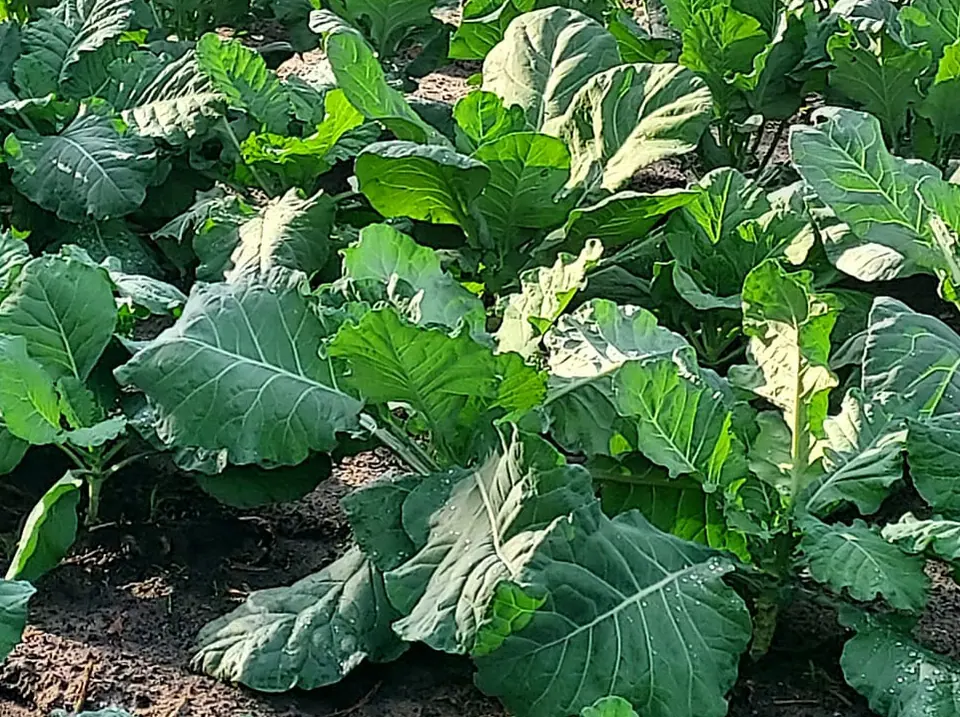 Collard Greens Non-GMO Sprouting Seeds: field photo