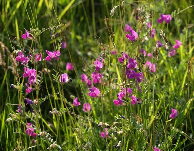Common Vetch: field photo