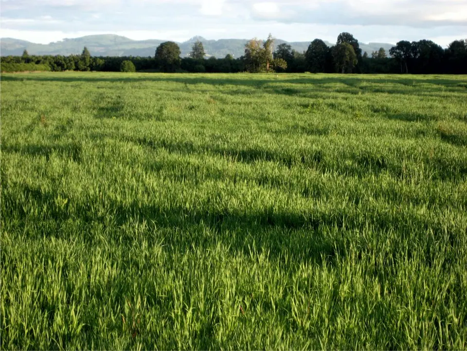 Coral II Intermediate Ryegrass: field photo