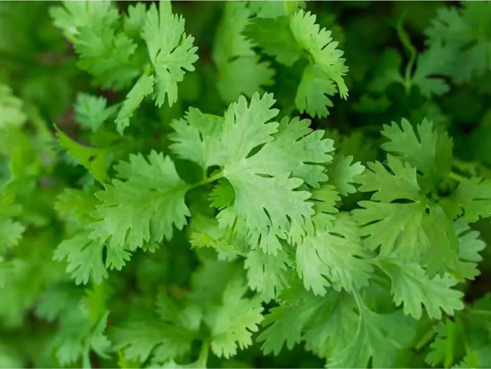 Coriander-Cilantro Non-GMO Sprouting Seeds: field photo