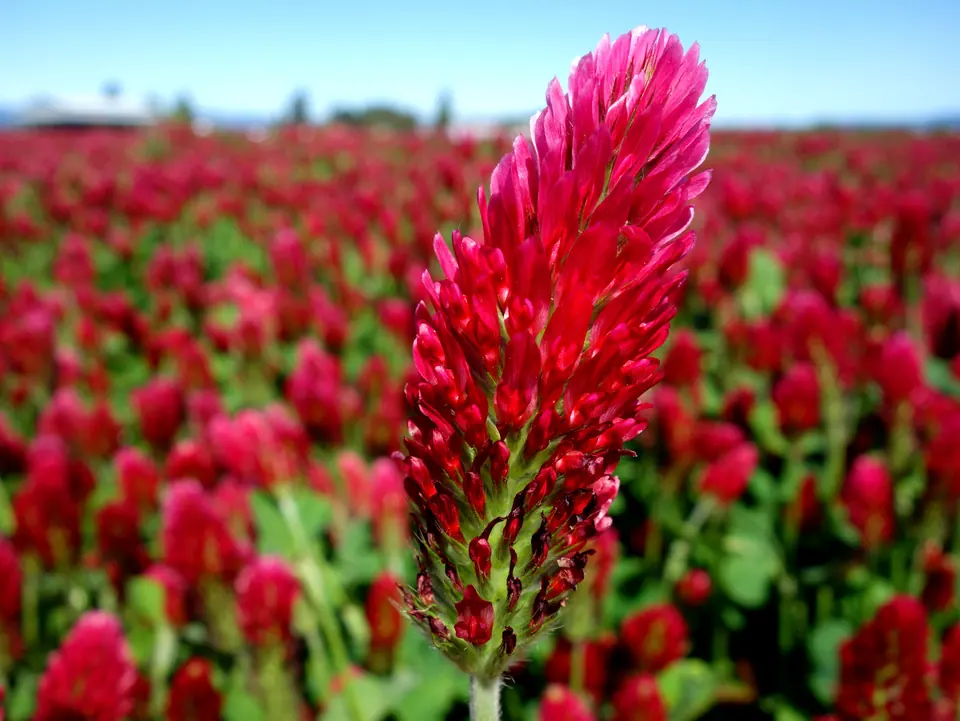 Crimson Clover Non-GMO Sprouting Seeds: field photo