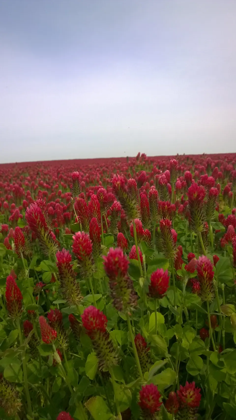 Crimson Clover: field photo