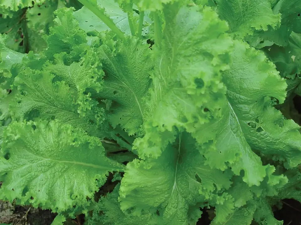 Curly Mustard Non-GMO Sprouting Seeds: field photo