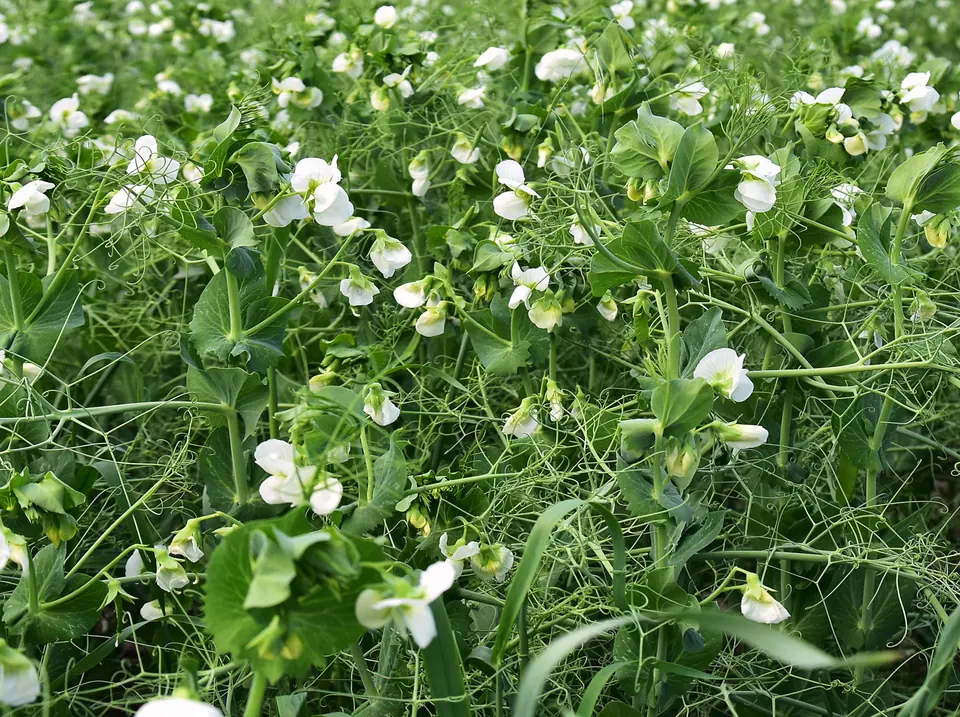 Dundale Peas Non-GMO Sprouting Seeds: field photo