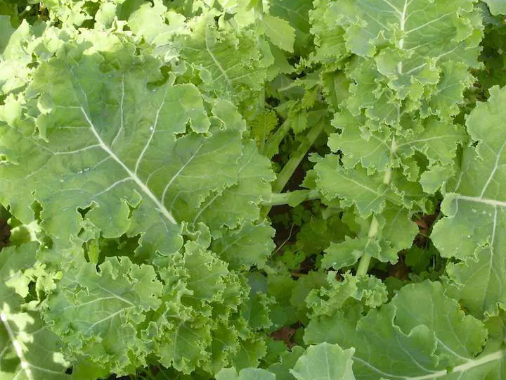 Dwarf Siberian Kale Non-GMO Sprouting Seeds: field photo