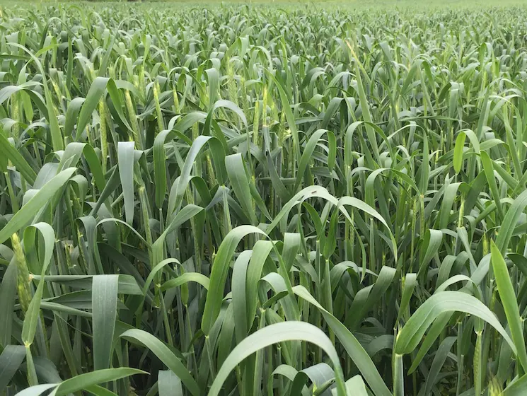 Elevator Spring Triticale: field photo