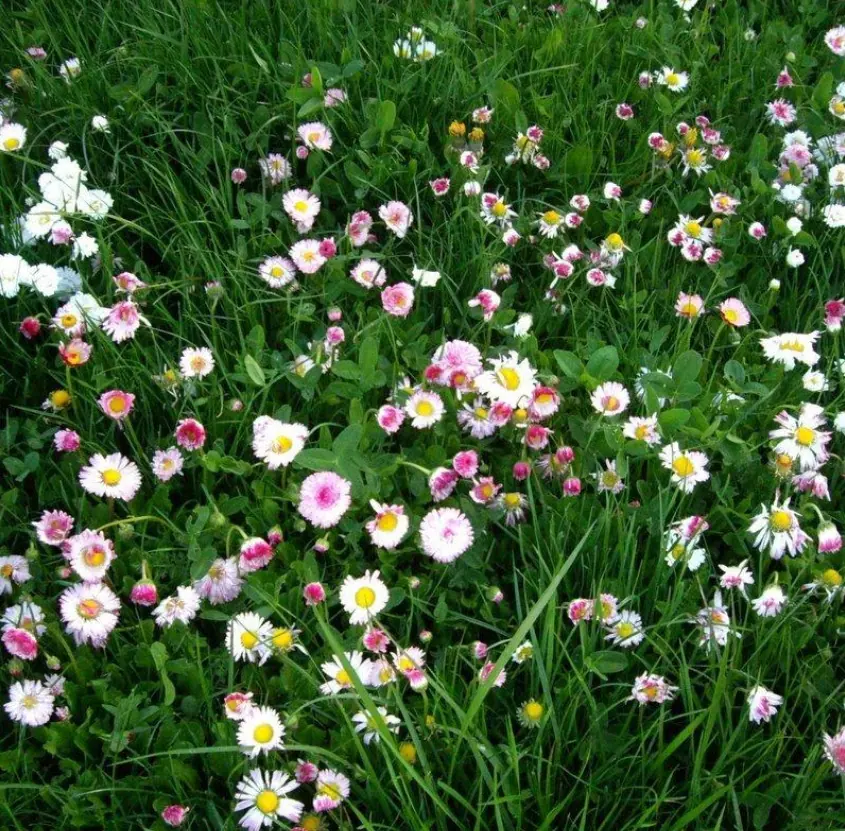 Enviro-Lawn Grass Seed: field photo