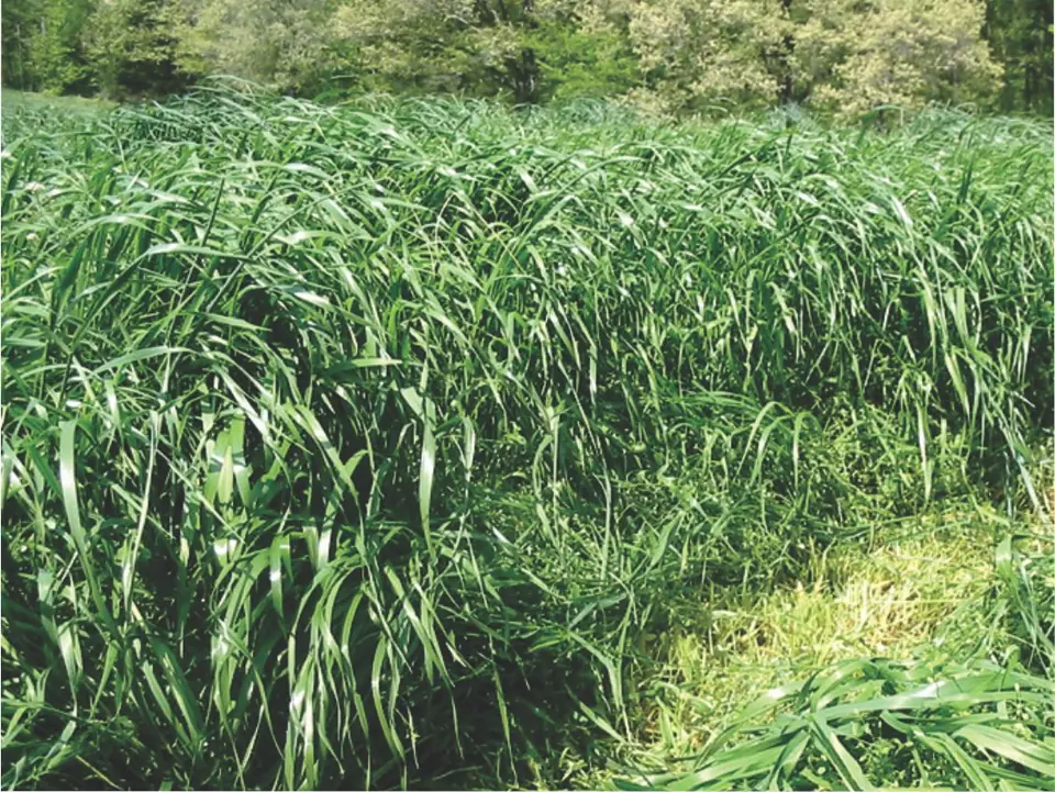 Evergraze Tall Fescue: field photo