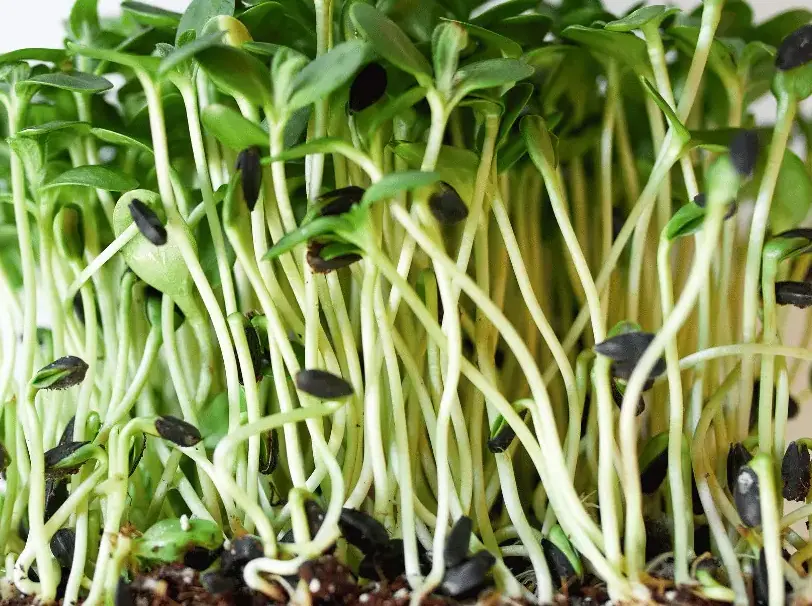 Fava Beans Non-GMO Sprouting Seeds: field photo