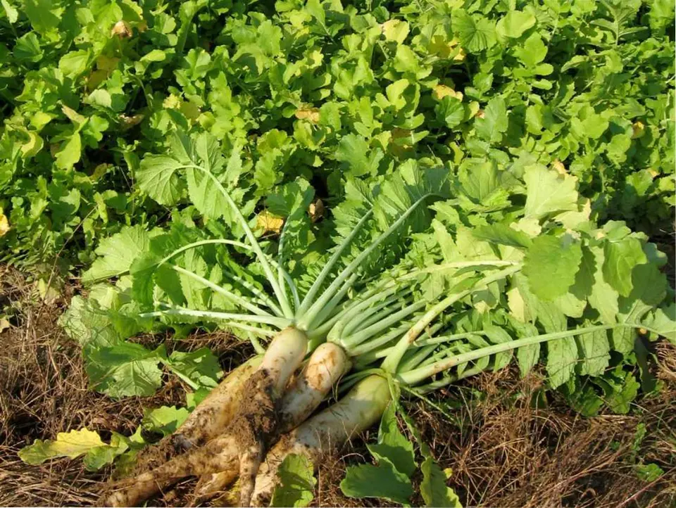 Fracking Radish: field photo