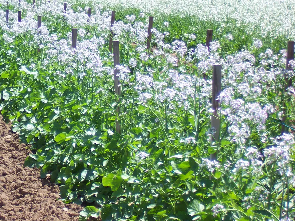 Greenstem Non-GMO Radish Sprouting Seeds: field photo