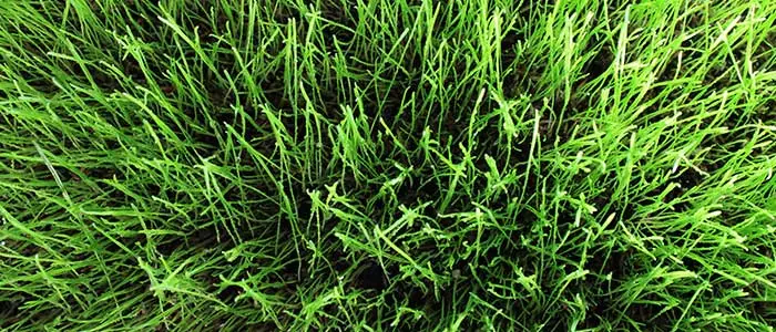 Gulf Annual Ryegrass: field photo