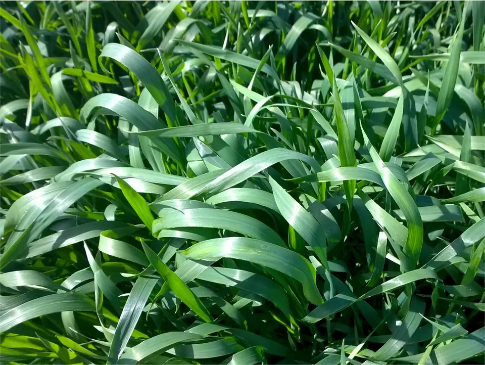 HyOctane Winter Triticale: field photo