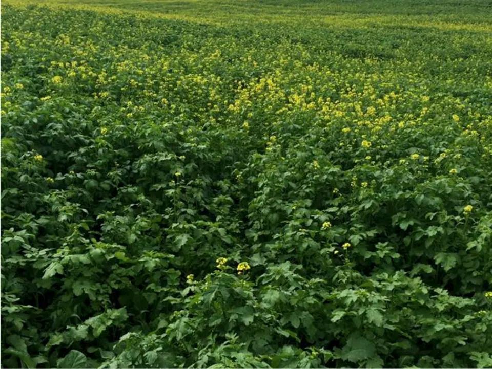 Incenerator Blend: field photo