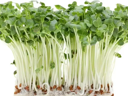 Kaiware Daikon Radish Non-GMO Sprouting Seeds: field photo
