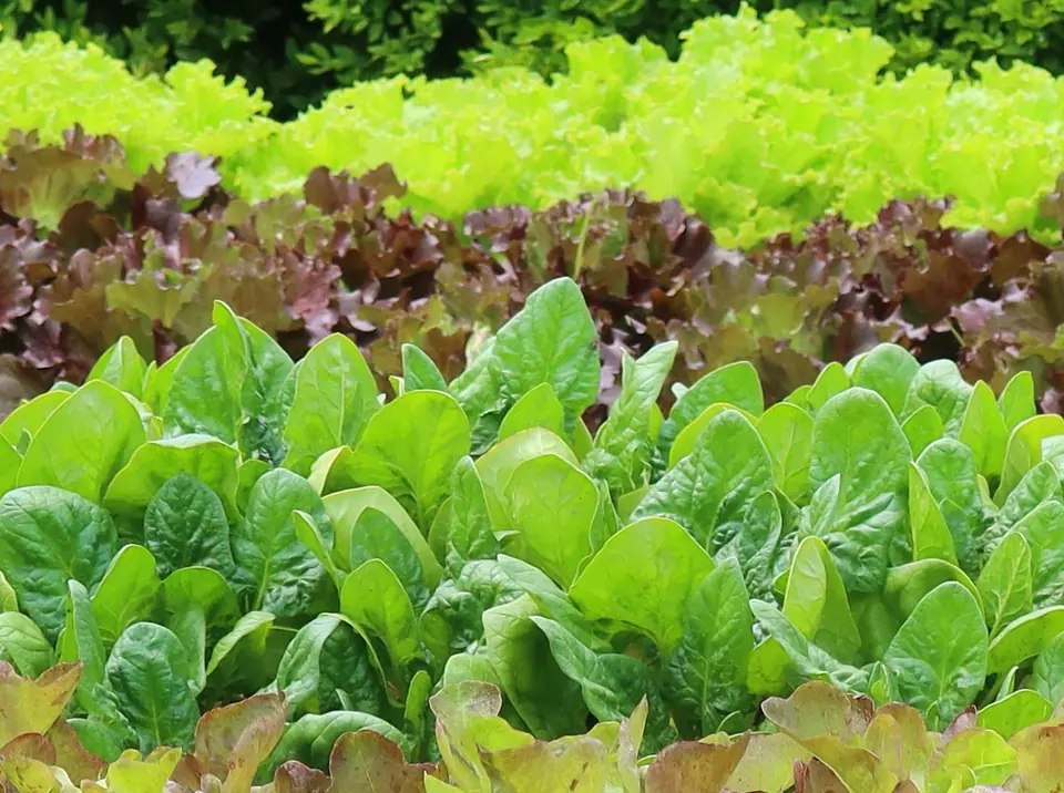 Lettuce Microgreens Non-GMO Sprouting Seeds: field photo