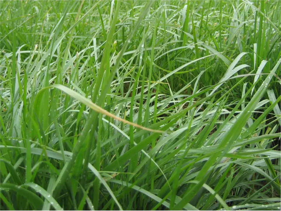 Luscious Tetraploid Perennial Ryegrass: field photo