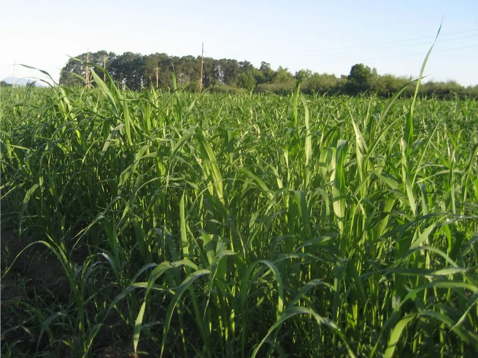Mammoth Orchardgrass (Early-Med): field photo