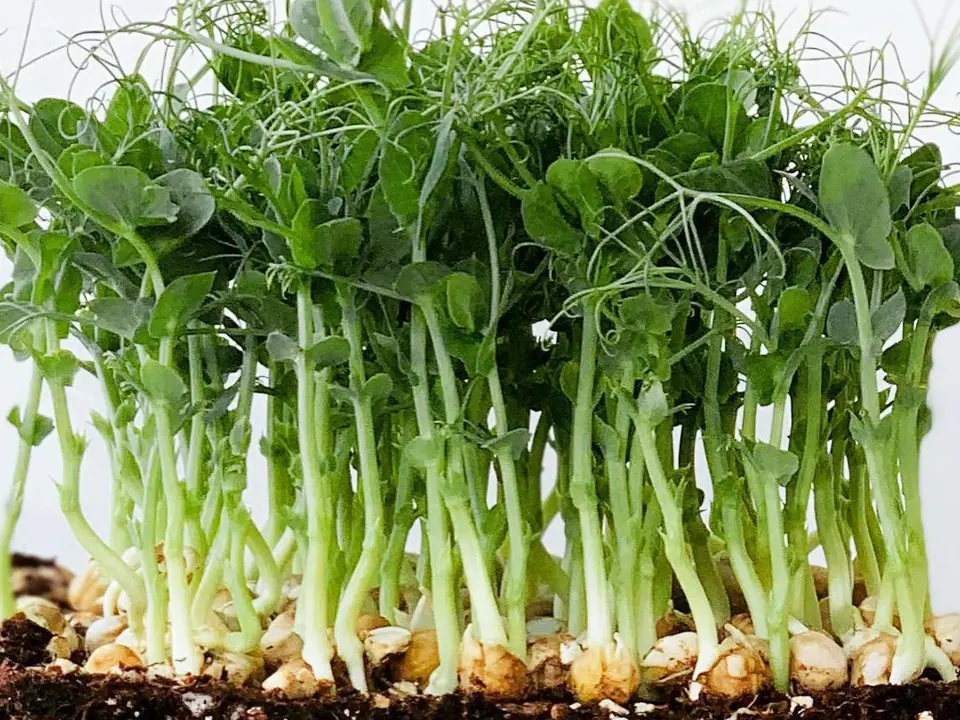 Maple Peas Non-GMO Sprouting Seeds: field photo