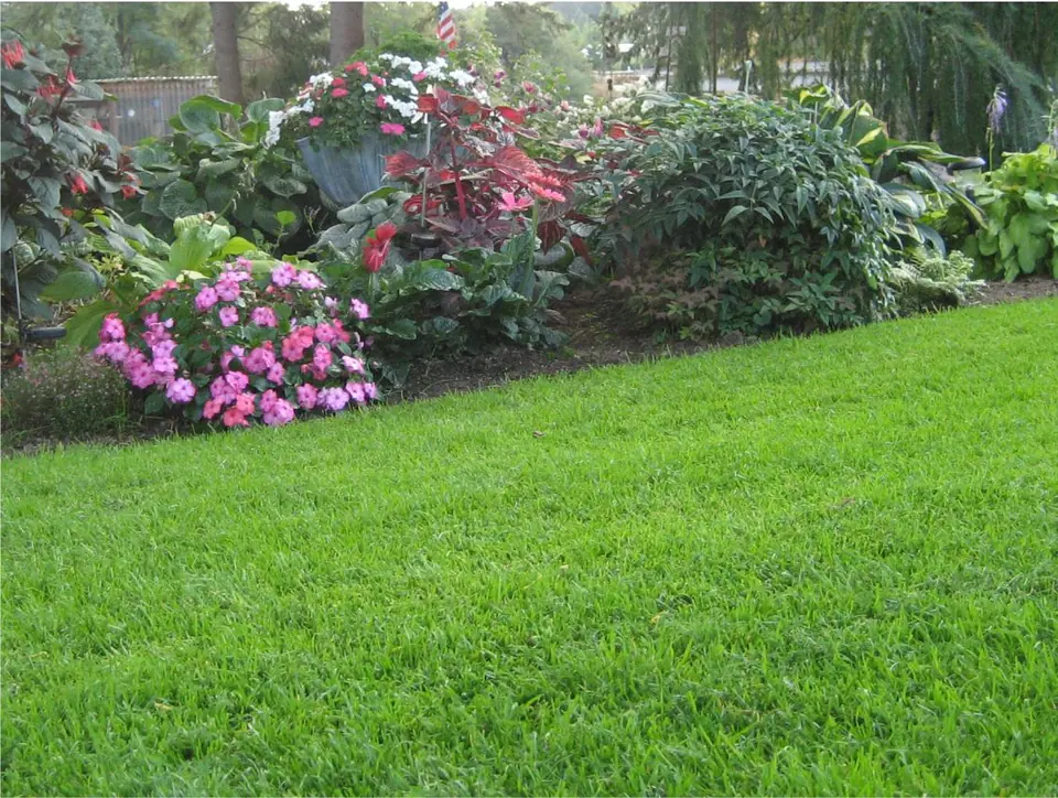 Marauder Tall Fescue: field photo
