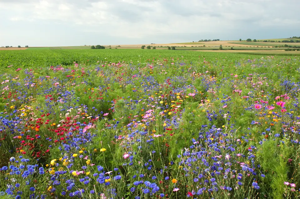 Midwest Wildflower Seed Mix: field photo