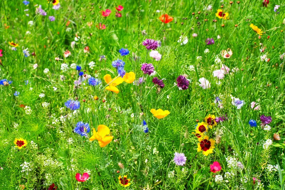 Mountain Wildflower Seed Mix: field photo