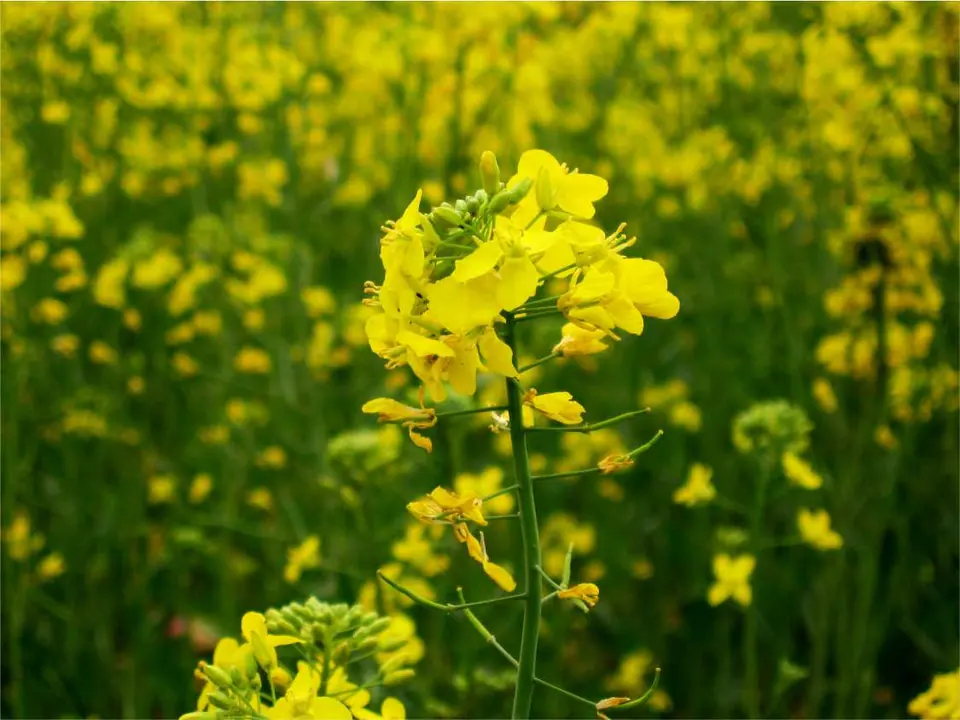 Nemagon White Mustard: field photo