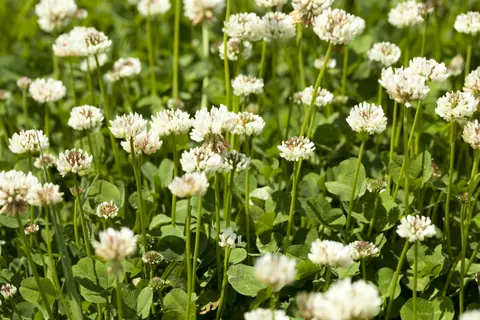 New Zealand Type White Clover